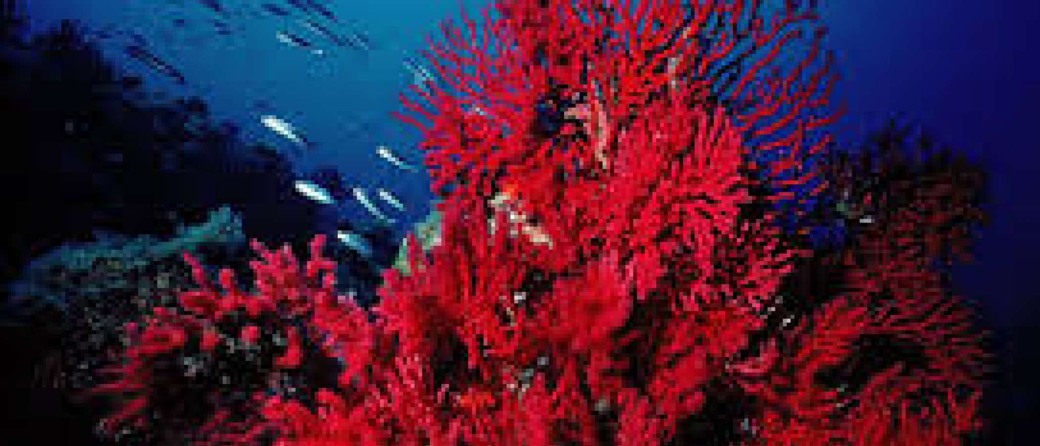 ADDA joins the Platform for the protection of red coral.