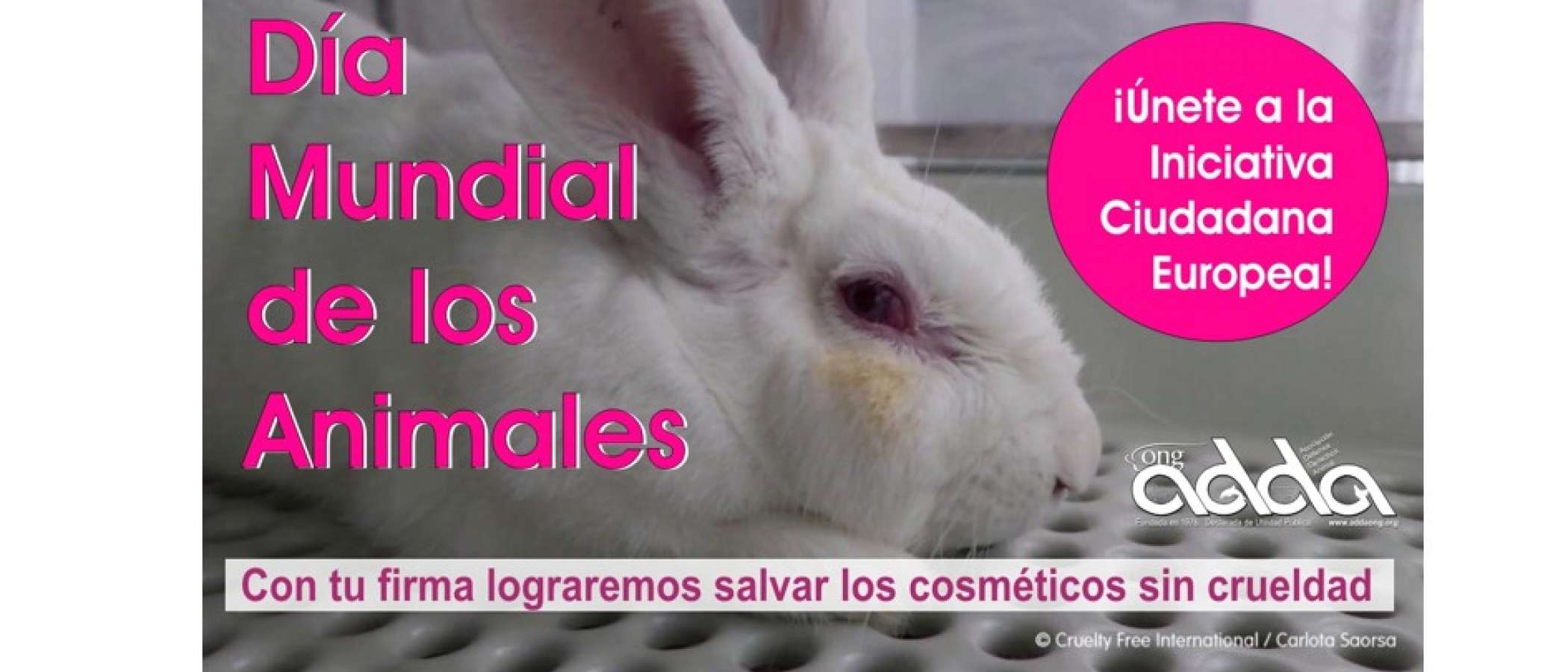 Ong ADDA: Día Mundial de los Animales